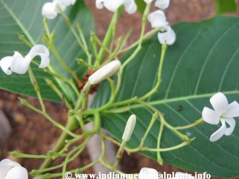 Holarrhena antidysenterica  3